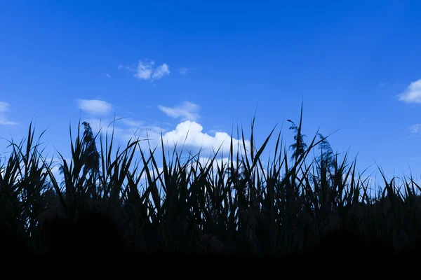 Reeds in the pond against a blue sky — Stock Photo, Image