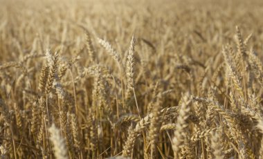 Olgun buğday hasat için hazır