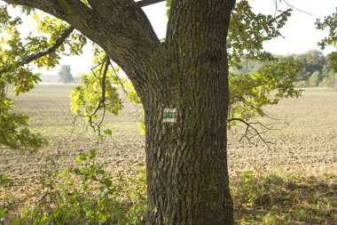 Ağaç gövdesi üzerinde turistik işareti