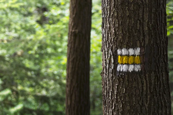 Amarelo Marcas turísticas no tronco da árvore — Fotografia de Stock