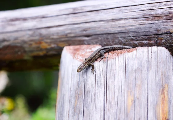 Pequeno lagarto marrom em postes de madeira — Fotografia de Stock