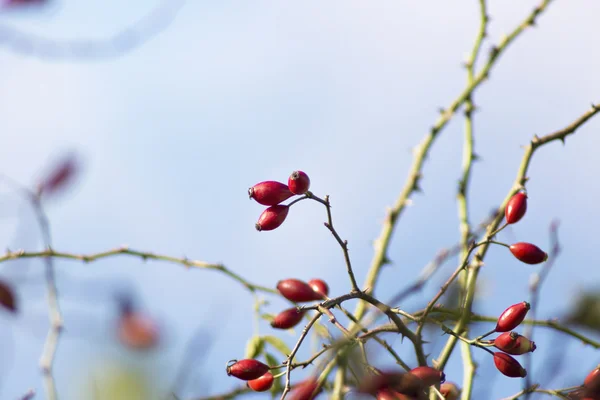 Rose bush in autumn — Stock Photo, Image