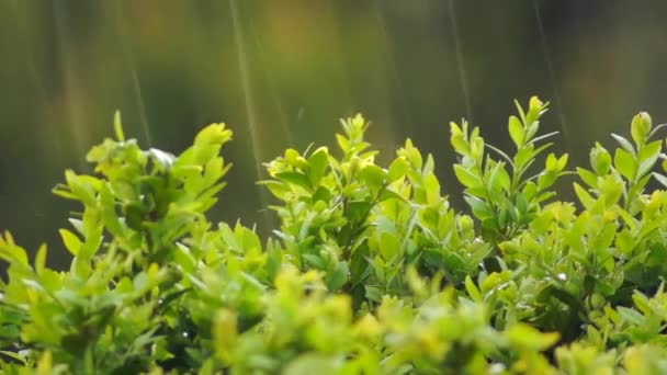 Дождь на пышные зеленые кустарники в деталях — стоковое видео