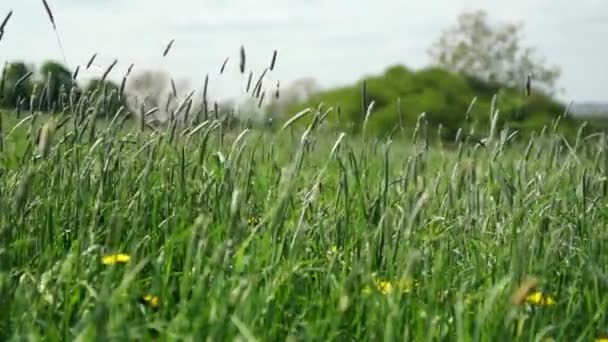 Prato fresco di primavera — Video Stock