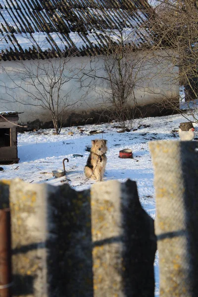 Hond op een ketting zittend in het midden van de tuin kijkend naar de camera zeer landelijk gebied — Stockfoto