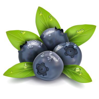 Blueberry vector clipart