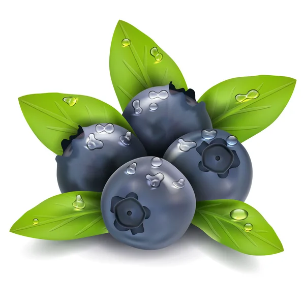 Blueberry vector — Stockvector