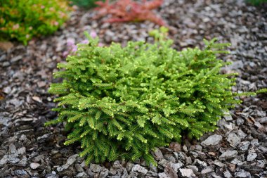 Bahçedeki Sırp dekoratif ladini. Yüksek kalite fotoğraf