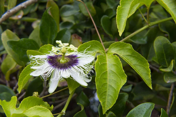 Fiore di ibisco in natura — Foto Stock