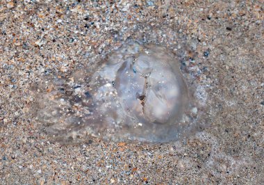 Sahilde ölü denizanası (denizanası). Ölü Medusa.