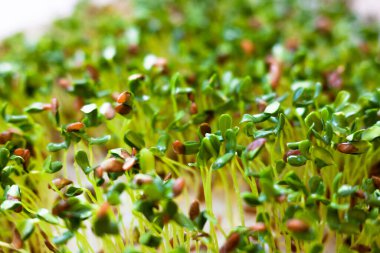 Tohumların filizlenmesi (keten tohumları, keten tohumları, keten tohumları). Sağlıklı beslenme. Gıda arkaplanı.