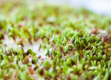 Tohumların filizlenmesi (keten tohumları, keten tohumları, keten tohumları). Sağlıklı beslenme. Gıda arkaplanı.