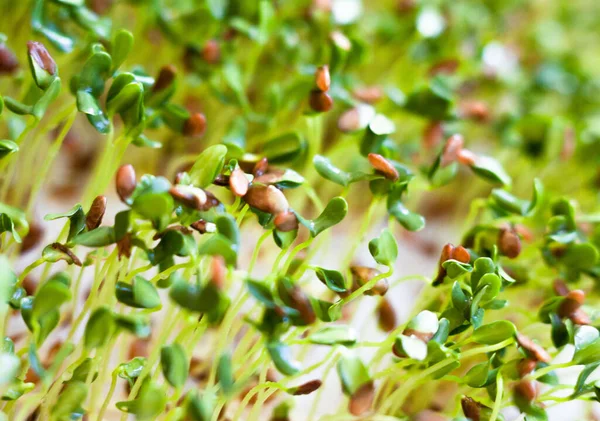 Sprouting Nasion Siemię Lniane Siemię Lniane Nasiona Lnu Zdrowe Odżywianie — Zdjęcie stockowe