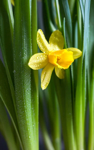 Narciso Amarelo Narciso Flor Florescendo Início Primavera — Fotografia de Stock