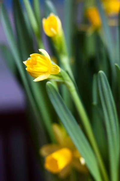 Gele Narcis Narcis Bloemen Bloeien Het Vroege Voorjaar Zachte Bloemknoppen — Stockfoto