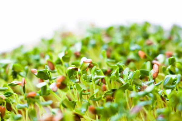 Sprouting Nasion Siemię Lniane Siemię Lniane Nasiona Lnu Zdrowe Odżywianie — Zdjęcie stockowe