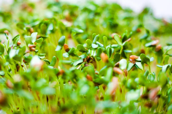 Sprouting Nasion Siemię Lniane Siemię Lniane Nasiona Lnu Zdrowe Odżywianie — Zdjęcie stockowe