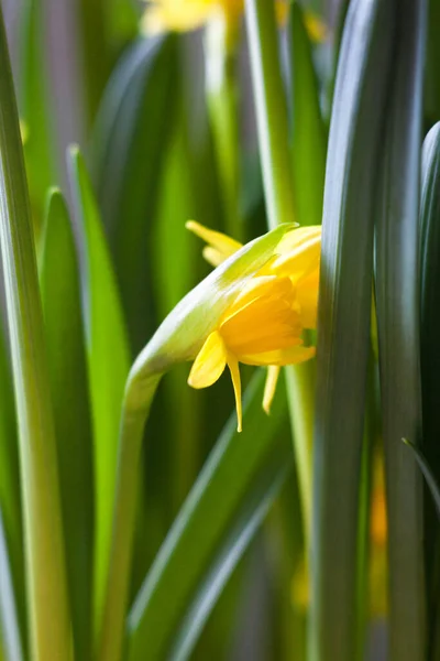 早春に黄色い花茎 ダフォジル を咲かせます 一輪挿し — ストック写真