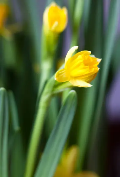 早春に黄色い花茎 ダフォジル を咲かせます 一輪挿し — ストック写真