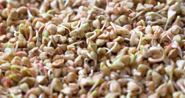 Tohumların filizlenmesi (karabuğday tohumları). Sağlıklı beslenme. Gıda arkaplanı.