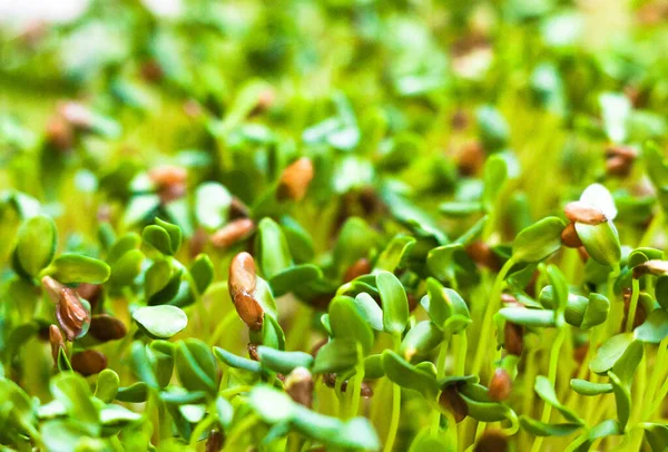 Sprouting Nasion Siemię Lniane Siemię Lniane Nasiona Lnu Zdrowe Odżywianie — Zdjęcie stockowe