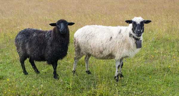 Ovelhas pretas e brancas — Fotografia de Stock