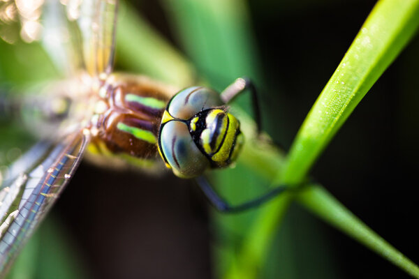 Dragonfly sitting on the green grass