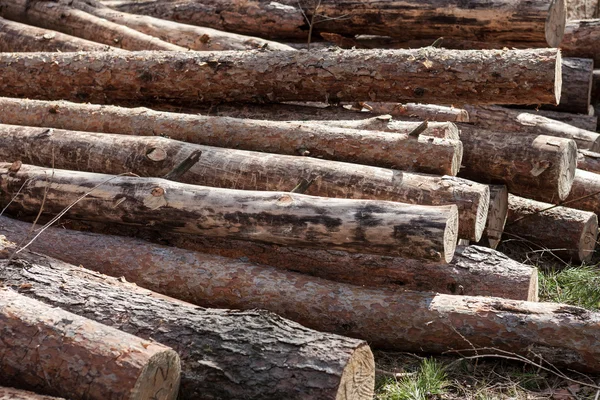 Куча вырубленных сосновых бревен в лесу — стоковое фото