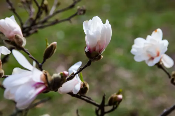 Vita blommor av magnoliaträd tidigt på våren — Stockfoto
