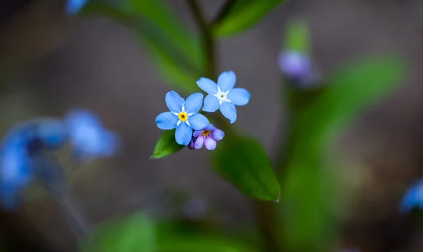 Kwitnące kwiaty Niezapominajka — Zdjęcie stockowe