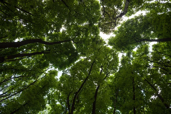 Silhuetas de maple verde copas das árvores — Fotografia de Stock