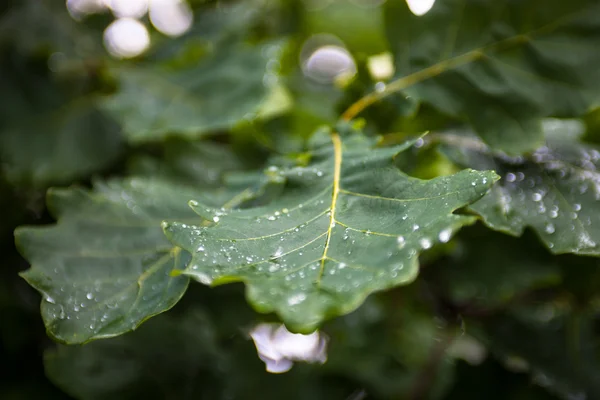 Feuilles vertes humides du chêne après la pluie — Photo