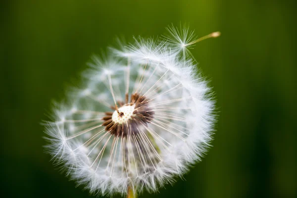 Head of seeds of the dandelion flower — Stock Photo, Image