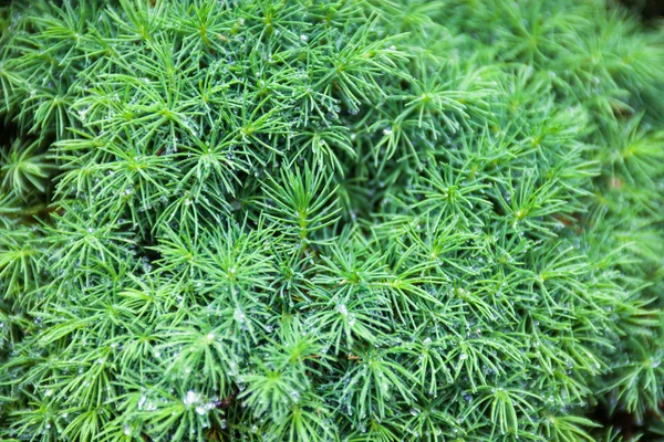 Ramas de enebro de hoja perenne —  Fotos de Stock