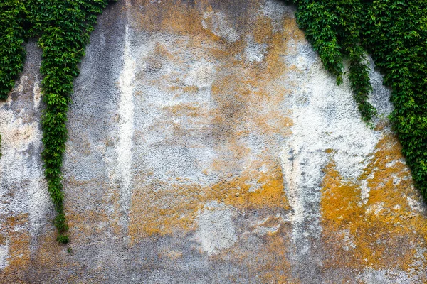 Parede de concreto velho com a hera verde — Fotografia de Stock