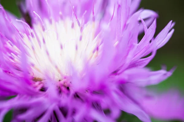 Close up of the blooming whitewash cornflower — Stock Photo, Image