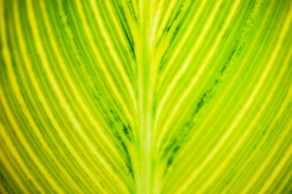 Detailní záběr pruhované žluté světlo zelený list — Stock fotografie