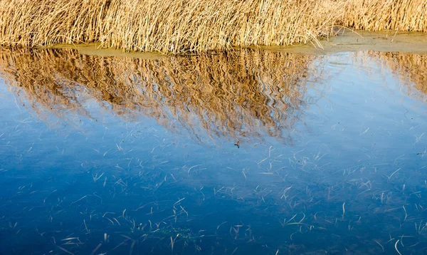 Сухой тростник и его отражение в воде — стоковое фото