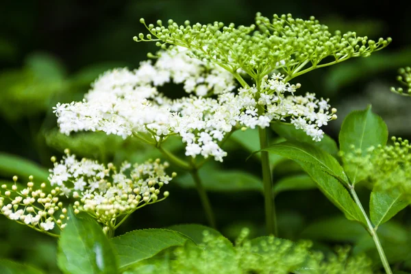 Цветы и бутоны черного старца (Sambucus) — стоковое фото