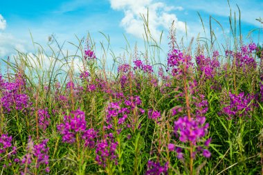 Fireweed (Epilobiyum veya Chamerion angustifolium)