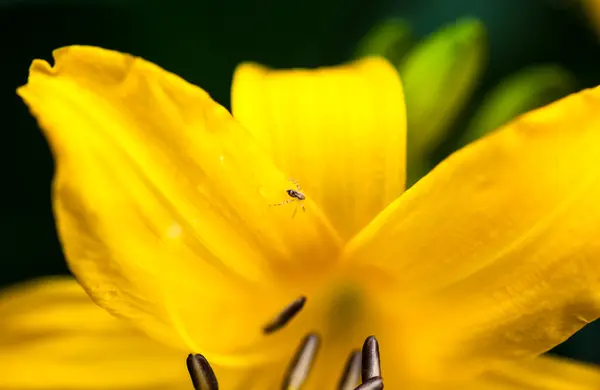 작은 거미와 노란색 백합 꽃을 피 — 스톡 사진