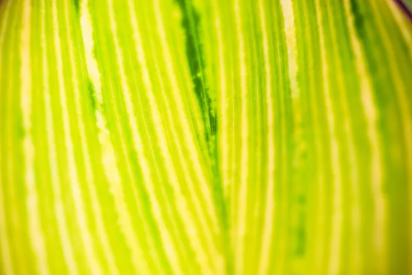 Primo piano della foglia a strisce giallo-verde chiaro — Foto Stock