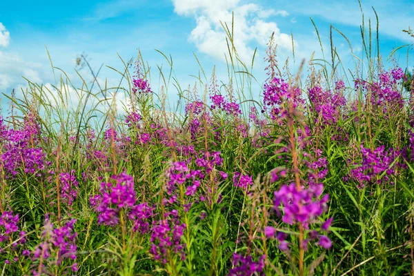 Hierba de fuego (Epilobium o Chamerion angustifolium ) — Foto de Stock