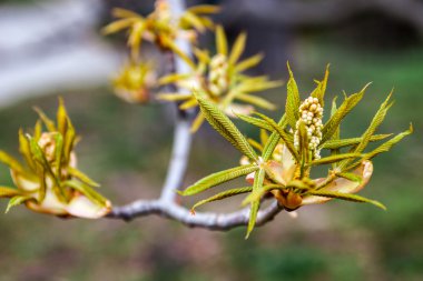 Kestane çiçeği tomurcukları