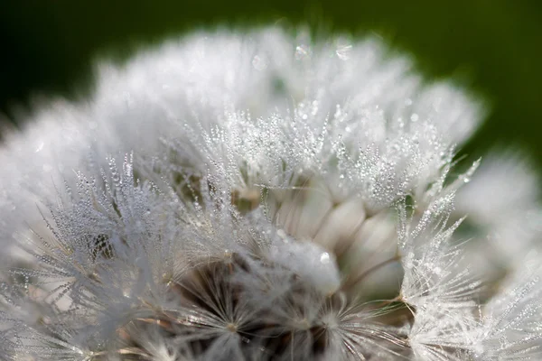 Closeup of the seeds of the dandelion flower with the drops of d — Stock Photo, Image