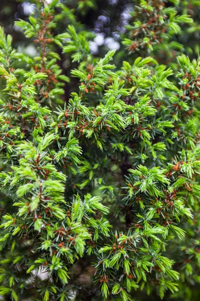 Conifer branches. Tiny cones and young light green shoots — Stock Photo, Image