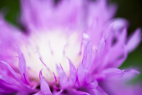 Close up of the blooming whitewash cornflower — Stock Photo, Image