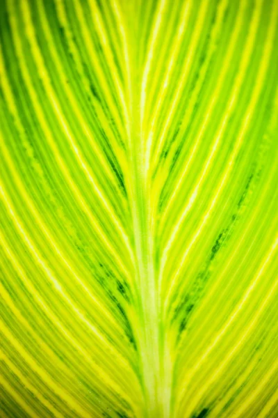 Primer plano de la hoja a rayas de color amarillo-verde claro — Foto de Stock