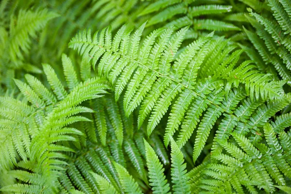 Fusti e foglie di felce verde — Foto Stock