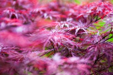 Japon akçaağacının pembe yaprakları (Acer palmatum)